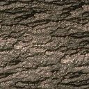 Sample bark texture 3