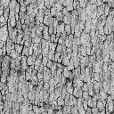 Sample bark texture 2