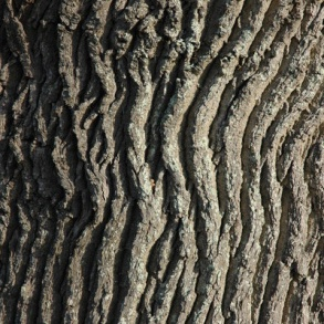 Sample bark texture used in tiling